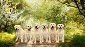 בית גידול כלבים FOLAGUNA בצפון פקיעין